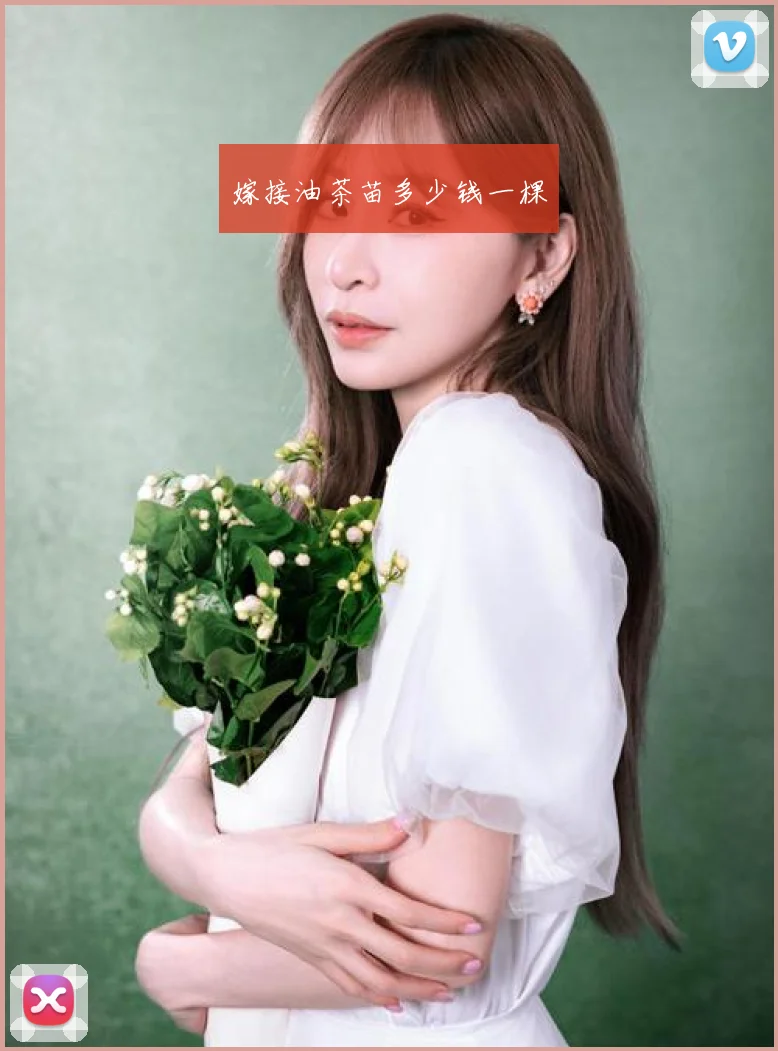 嫁接油茶苗多少钱一棵