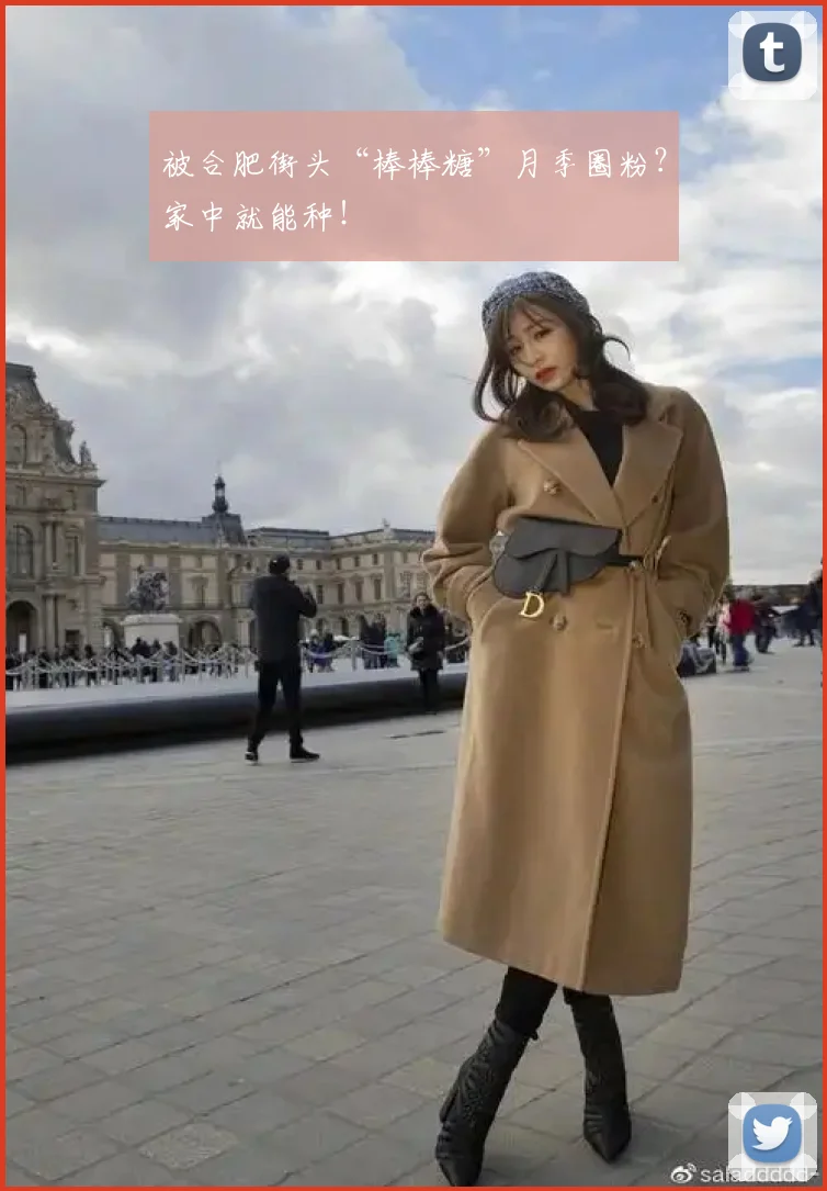 被合肥街头“棒棒糖”月季圈粉？家中就能种！